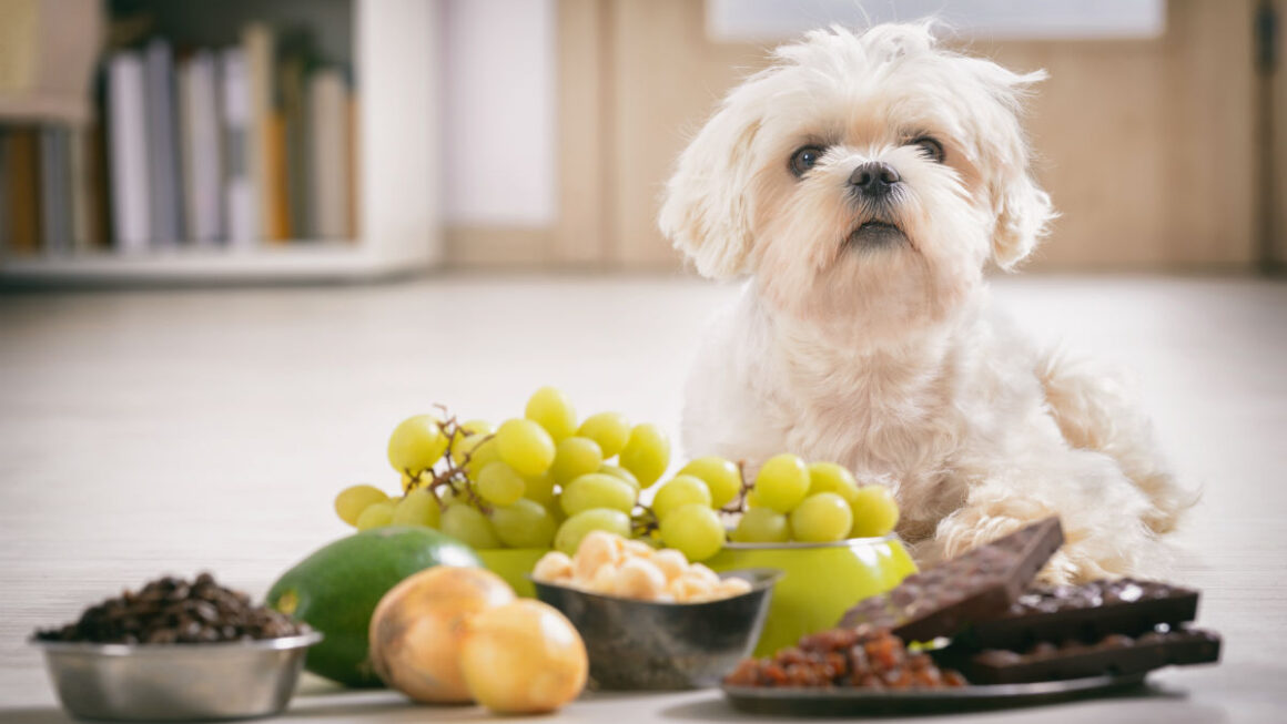 10 Toxic Foods Your Pets Should Avoid This Christmas