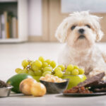 Toxic Foods Your Pets Should Avoid