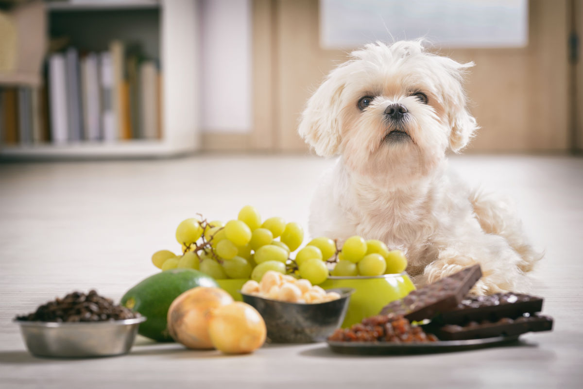 Toxic Foods Your Pets Should Avoid